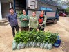 Chương trình FFF giúp tạo việc làm, nâng cao đời sống cho hội viên nông dân đồng bào dân tộc Dao ở xã Tân Sơn
